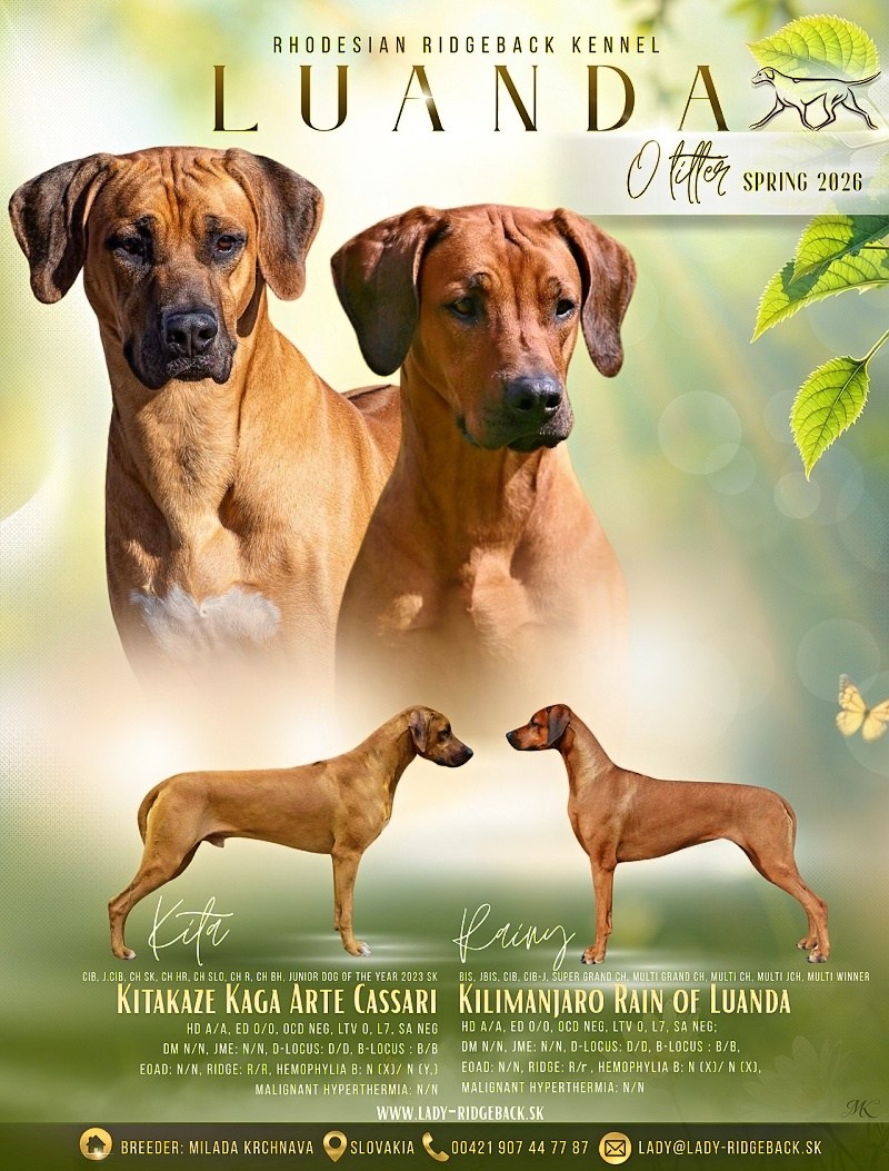 o litter kita rainy2026 w