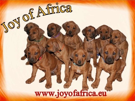 joyofafrica