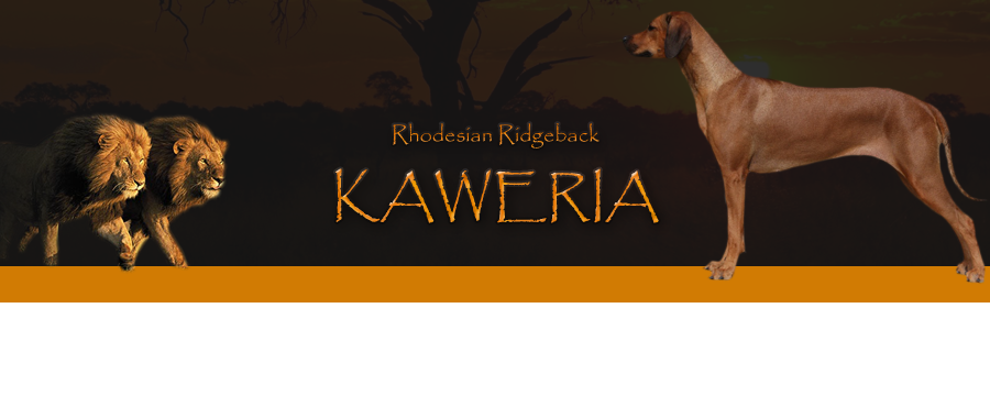 kaweria