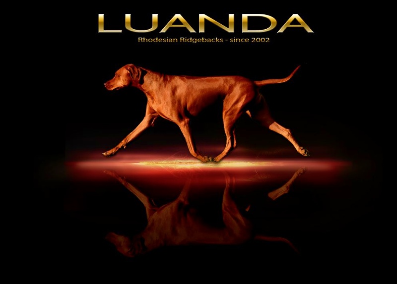 luanda ridgeback