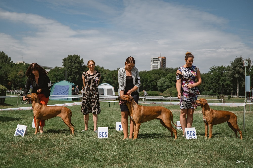 CACIB BA 2019 august sobotavíťazi