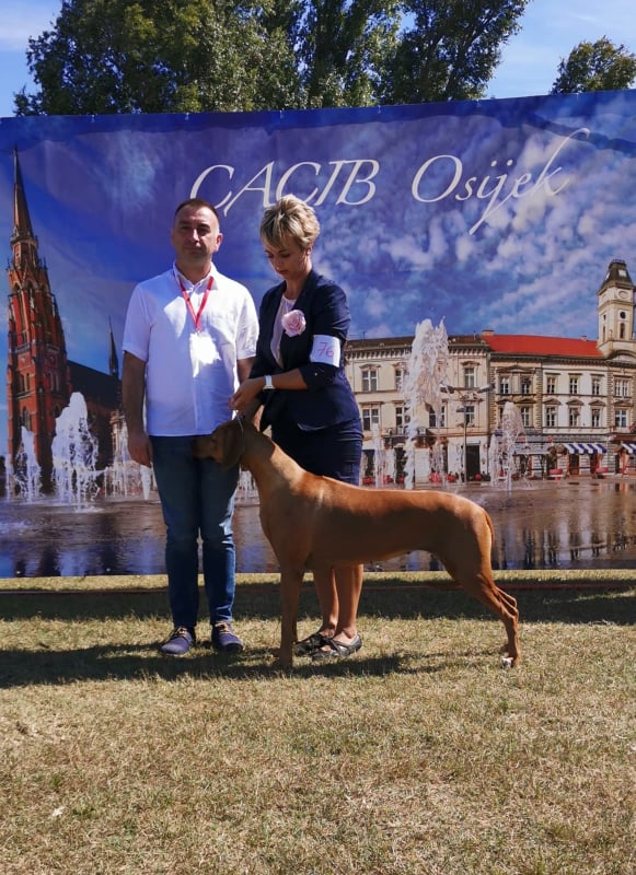 CACIB Osijek1 BOB