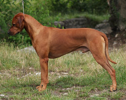 lennox Rhodesian Ridgeback