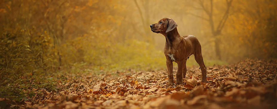 Slider Image 5