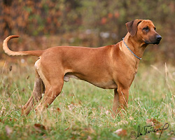 sniper Rhodesian Ridgeback